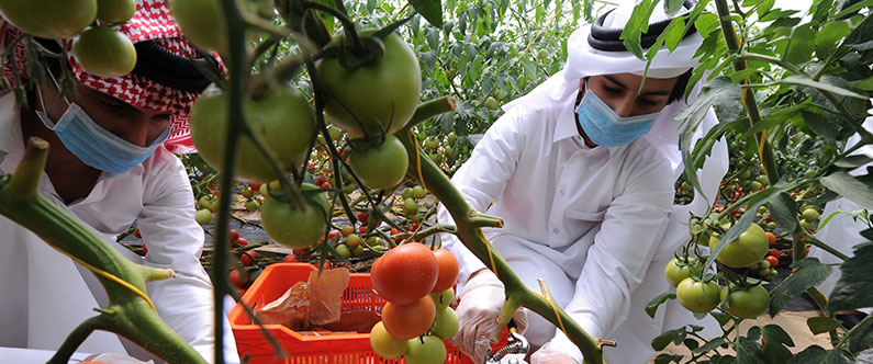 Qatar Foundation strives to promote sustainable food production